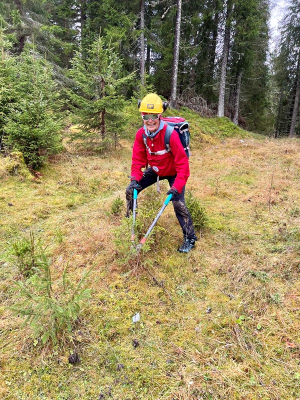 Anne Kvisgaard Gløersen rydder smågran i løypene nord for Svea. Foto: Harald Gløersen